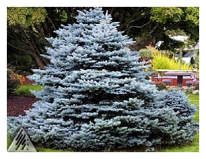 PICEA pungens 'Montgomery'-